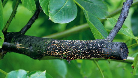 Objawy gruzłka cynobrowego