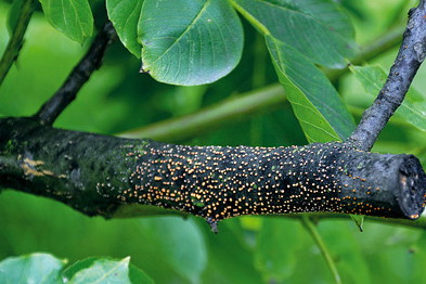 Objawy gruzłka cynobrowego