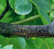 Objawy gruzłka cynobrowego