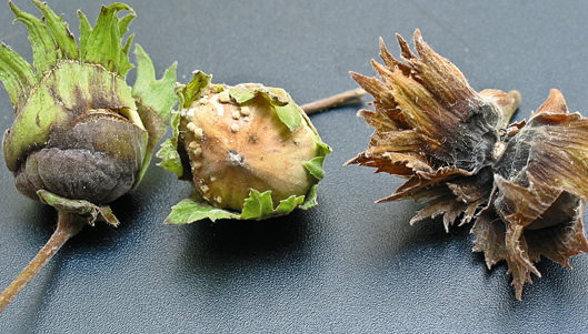 Objawy moniliozy na leszczynie - widoczne beżowe skupienia zarodników