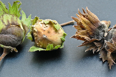 Objawy moniliozy na leszczynie - widoczne beżowe skupienia zarodników