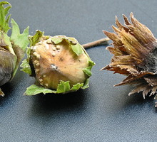 Objawy moniliozy na leszczynie - widoczne beżowe skupienia zarodników