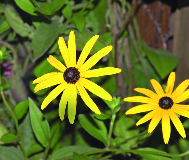 Odmiana botaniczna var. deamiito jedna z najczęściej uprawianych rudbekii wieloletnich