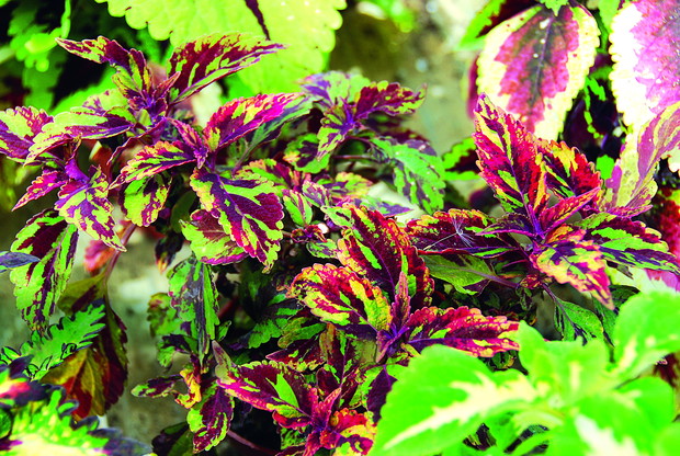 Odmiana 'Combat'. Jej nazwa nawiązuje do desenia moro na liściach