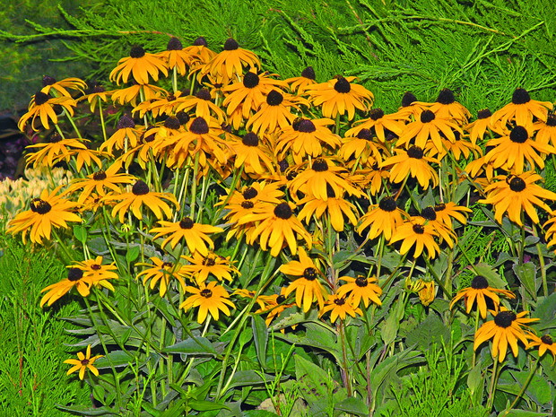 Odmiana ‘Goldstrum’ ma złotożółte kwiaty z prawie czarnym środkiem i cieszy się dużą popularnością