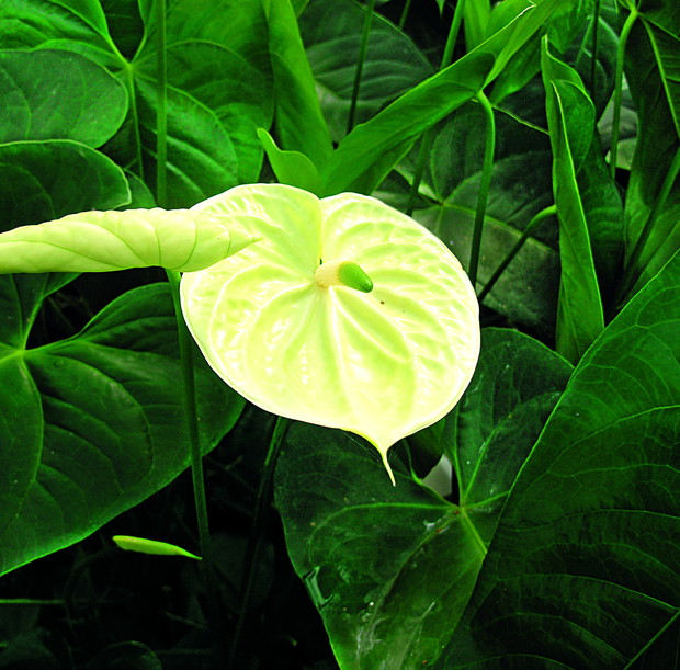 Odmiana ‘Marysia’ wyróżnia się nietypowym dla tej rośliny żółtym kolorem
