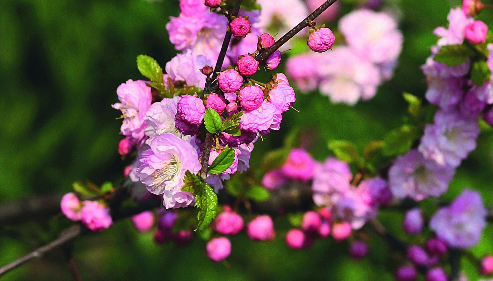 Odmiana ‘MultiPlex’ charakteryzuje się pełnymi kwiatami