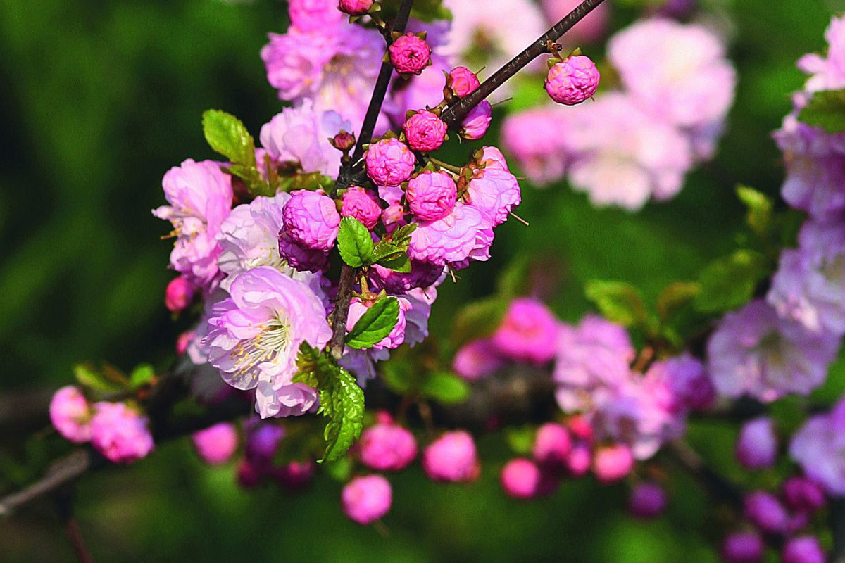Odmiana ‘MultiPlex’ charakteryzuje się pełnymi kwiatami