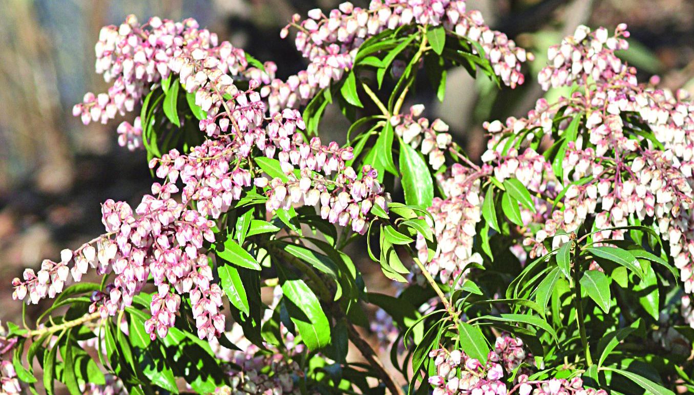 Odmiana 'Pink delight' ma lekko zaróżowione kwiaty