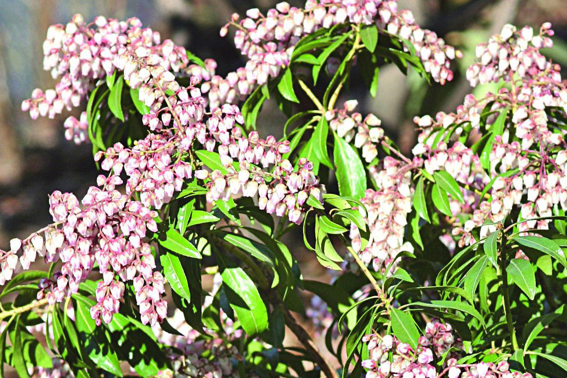 Odmiana 'Pink delight' ma lekko zaróżowione kwiaty