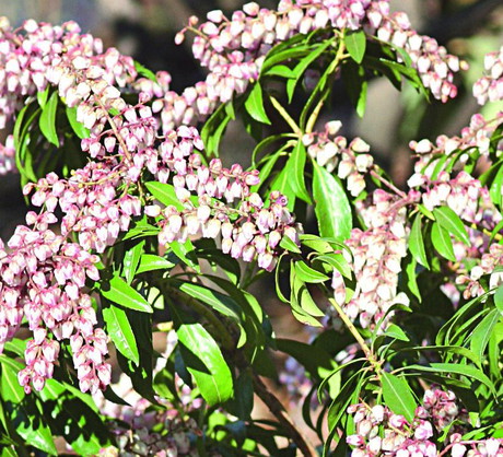 Odmiana 'Pink delight' ma lekko zaróżowione kwiaty