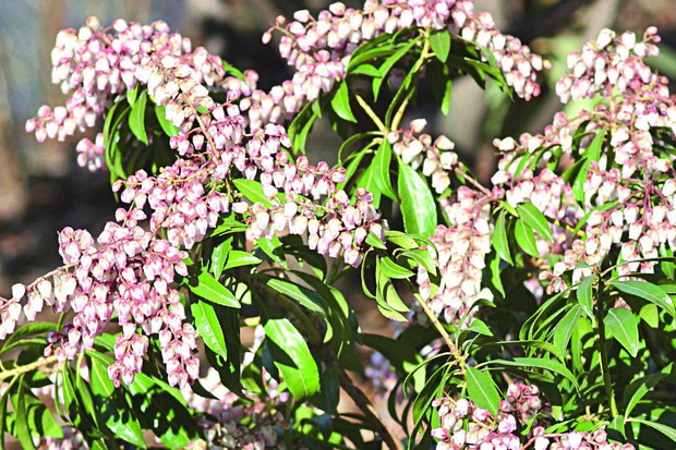 Odmiana 'Pink delight' ma lekko zaróżowione kwiaty