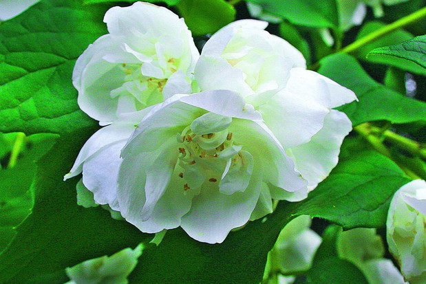 Odmiana ‘Virginal’ o półpełnych kwiatach roztacza wspaniały zapach