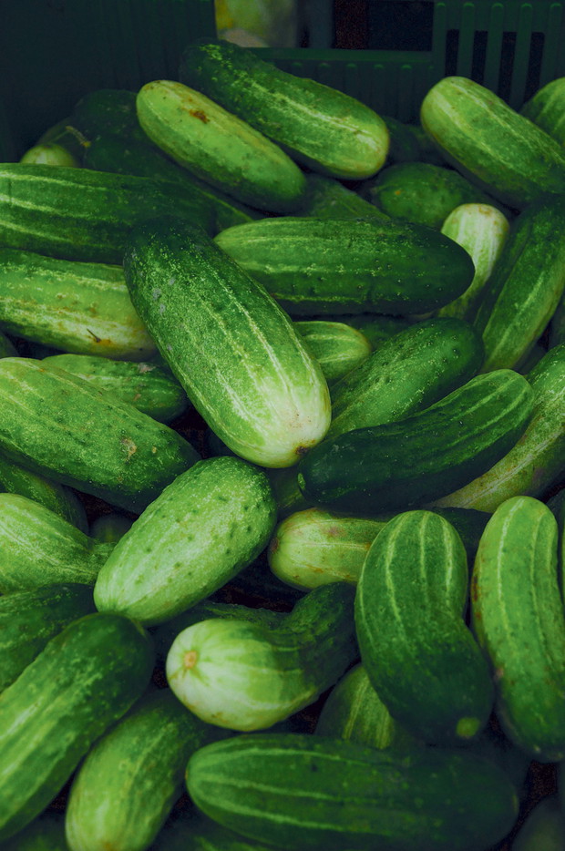 Ogórki szklarniowe
