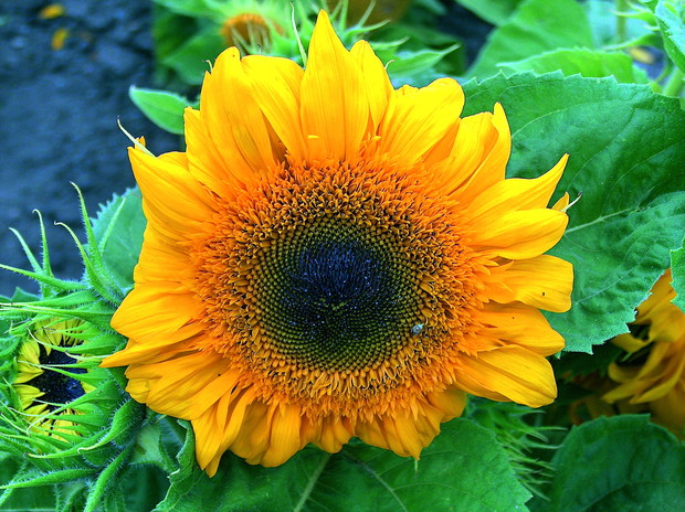 Okrągły jak tarcza. Rurkowate kwiaty układają się w charakterystyczny uporządkowany wzór