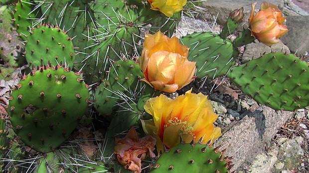 Opuntia Phaeocantha to jeden z tych gatunków opuncji, które u nas można uprawiać w gruncie