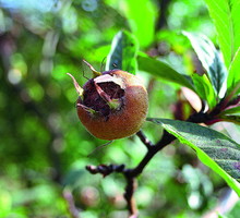 Owoce nieszpułki zwyczajnej
