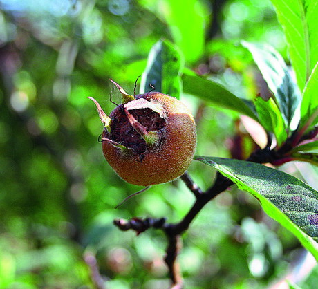 Owoce nieszpułki zwyczajnej