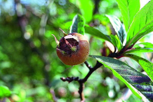 Owoce nieszpułki zwyczajnej