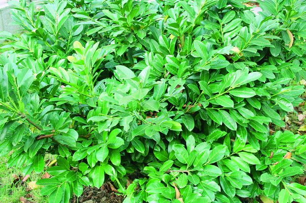 Ozdobą laurowiśni są skórzaste i błyszczące liście, które utrzymują się zimą