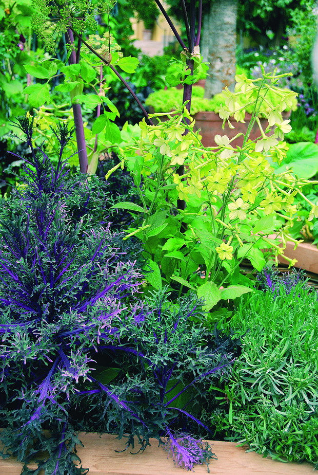 Pachnący tytoń oskrzydlony sprawdza się jako ozdoba ogródka ziołowego