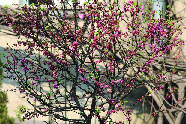 Pąki kwiatowe migdałka trójklapowego przed rozwojem są ciemnoróżowe