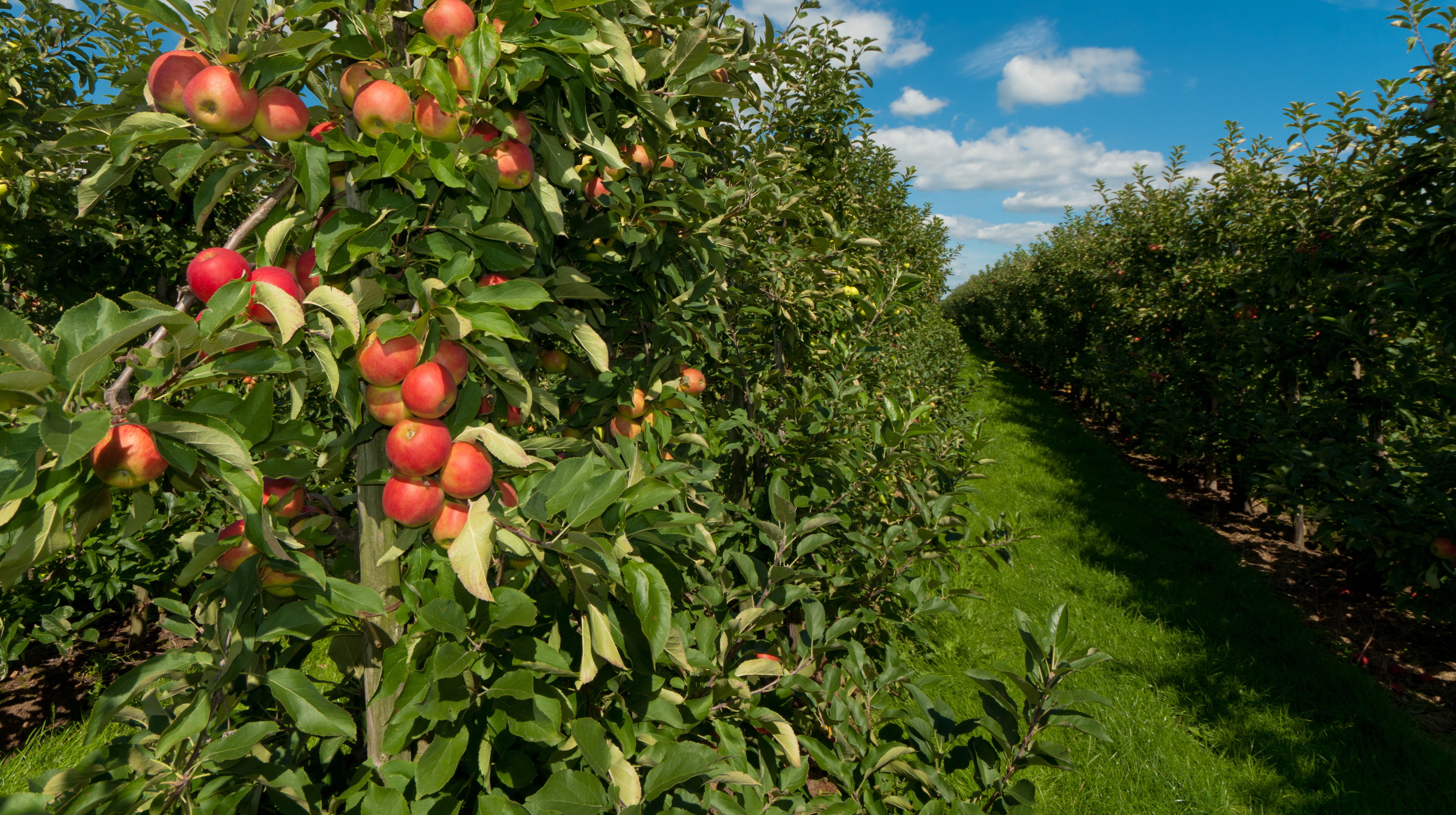 Pamiętajmy o regularnym podlewaniu nowo posadzonych drzew i krzewów!