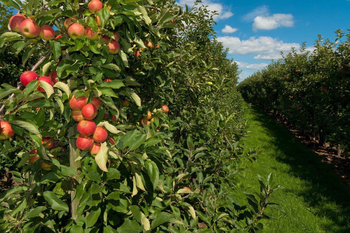 Pamiętajmy o regularnym podlewaniu nowo posadzonych drzew i krzewów!