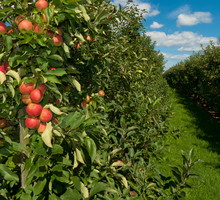 Pamiętajmy o regularnym podlewaniu nowo posadzonych drzew i krzewów!