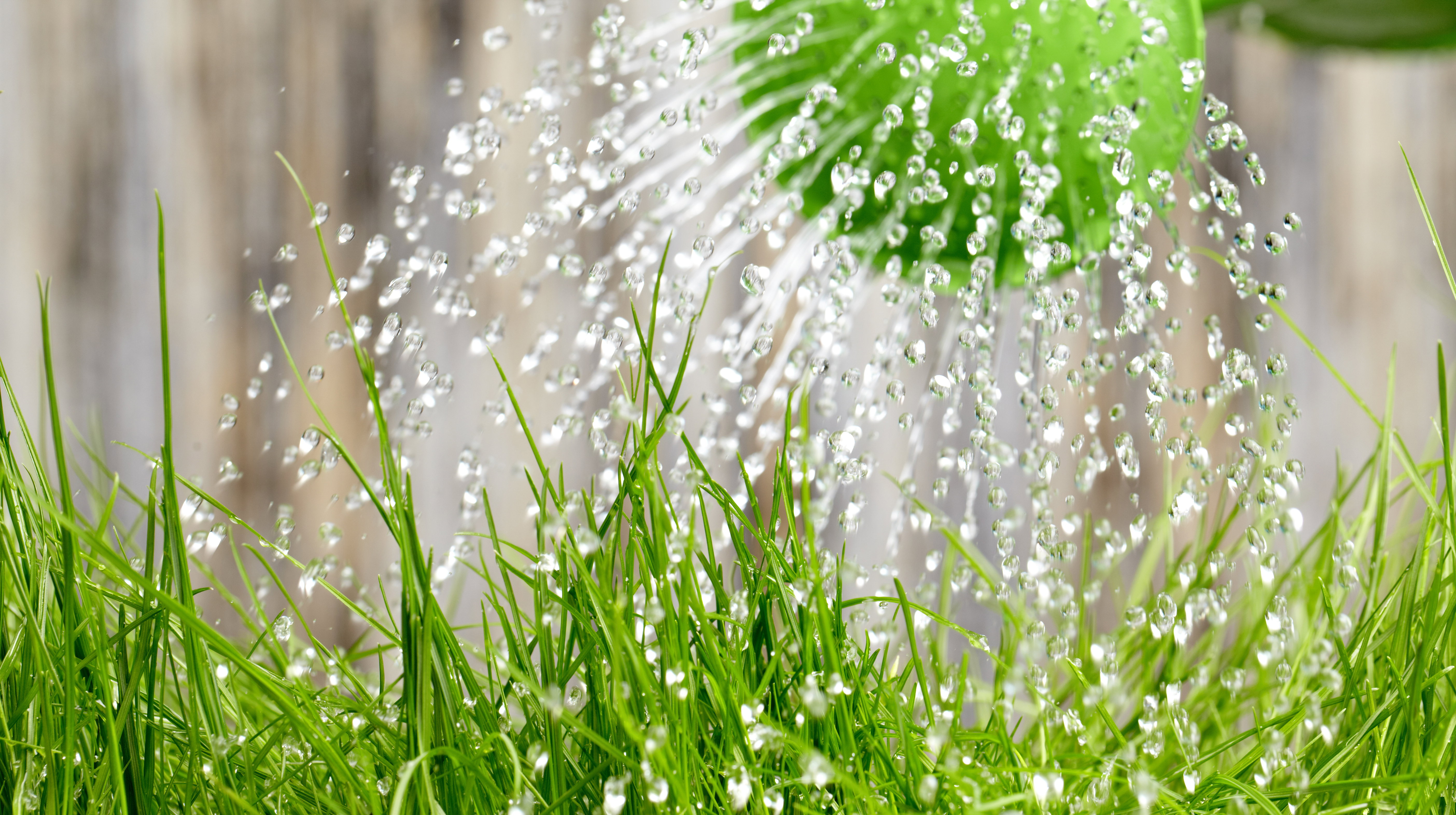 Pamiętajmy, że im częściej i obficiej podlewamy nasze rośliny, tym częściej trzeba je nawozić