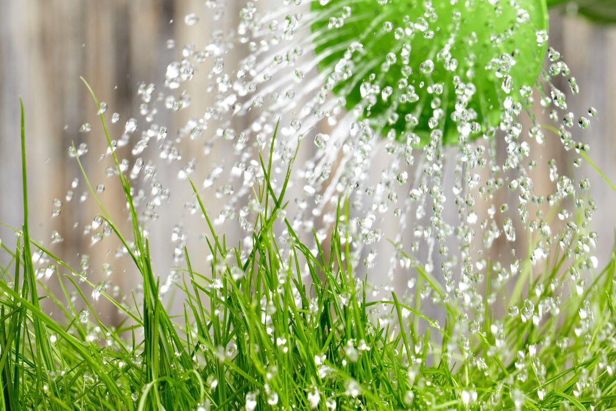Pamiętajmy, że im częściej i obficiej podlewamy nasze rośliny, tym częściej trzeba je nawozić