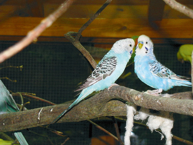 „Papużki łatwo się oswajają i przywiązują do człowieka. Lubią się bawić, dlatego zadbałem o to, by w swoim domku miały budki, drabinki ze sznurka i gałęzie drzew”, pisze nasz czytelnik.
