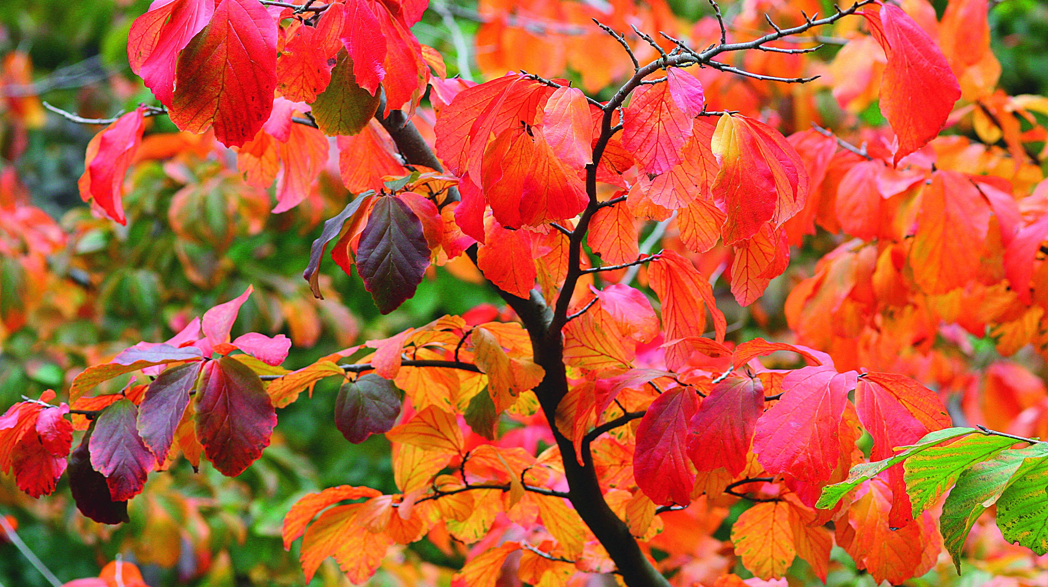 Parocja wybarwiająca się jesienią