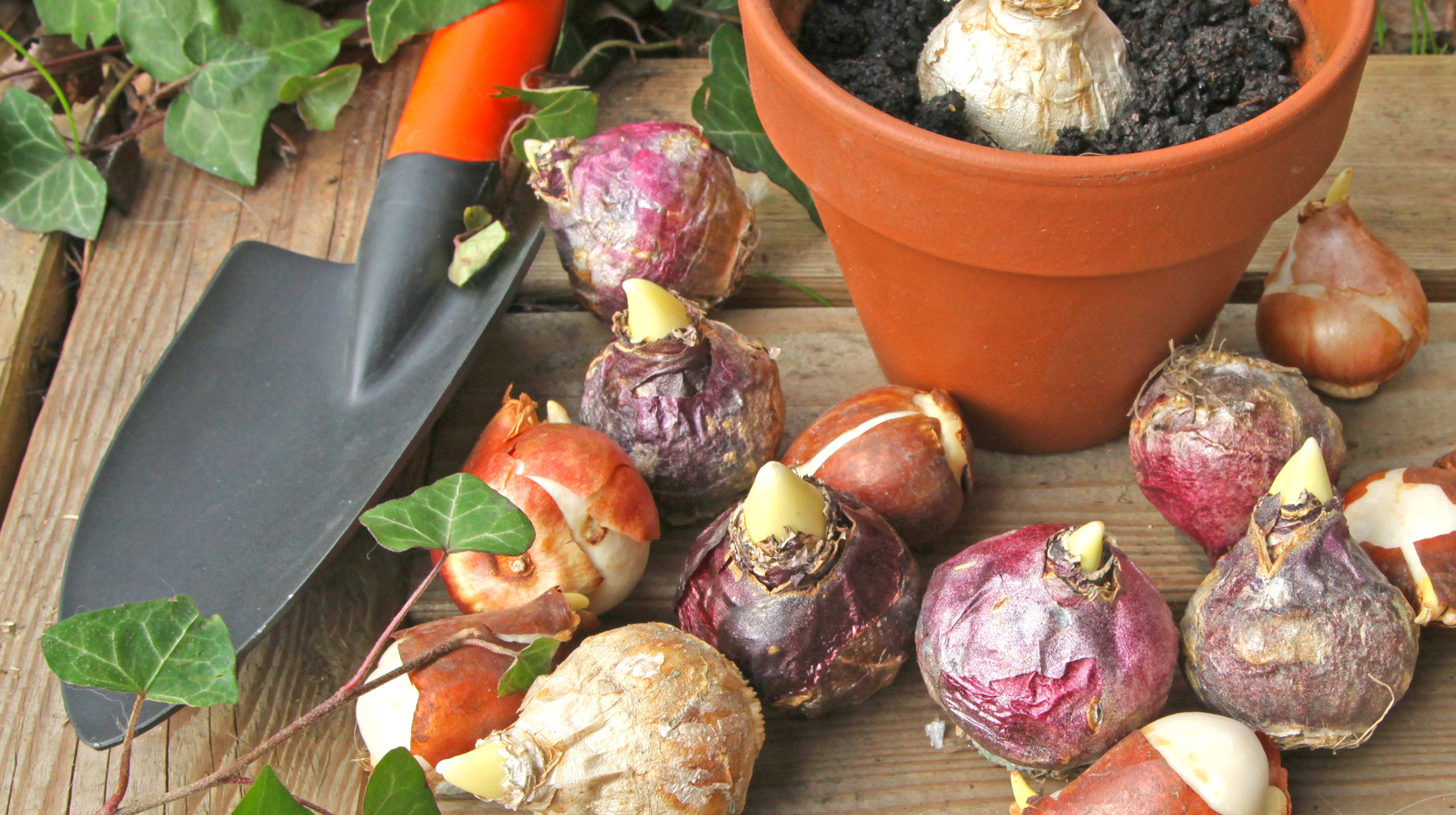 Październik to ostatni moment na sadzenie cebul tulipanów