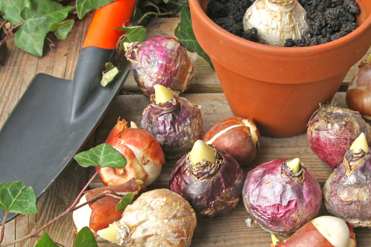 Październik to ostatni moment na sadzenie cebul tulipanów