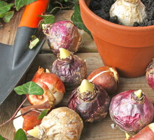 Październik to ostatni moment na sadzenie cebul tulipanów