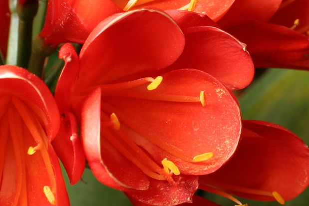 Pęd kwiatostanowy kliwii zakończony jest pękiem kielichowatych pomarańczowych kwiatów