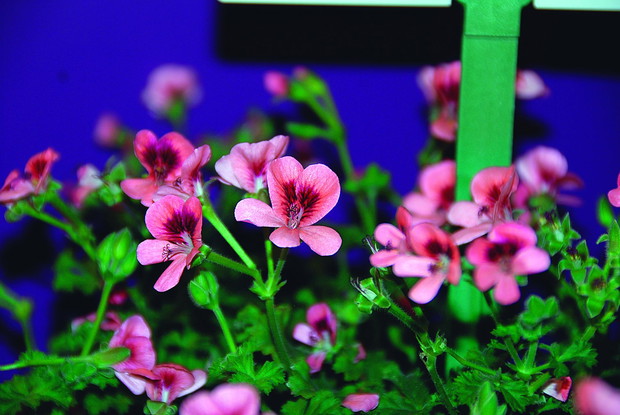 Pelargonia angielska Angeleyes ‘Orange’ma subtelne kwiaty w łososiowej barwie