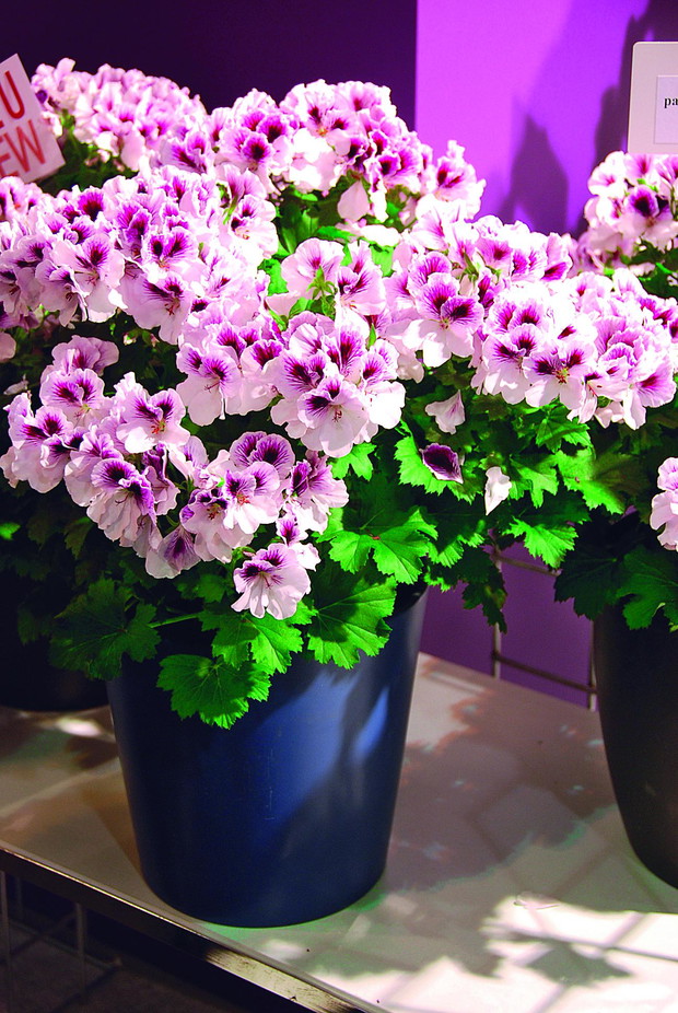 Pelargonia angielska Aristo ‘Pettico-at’ ma delikatne biało-różowe kwiaty