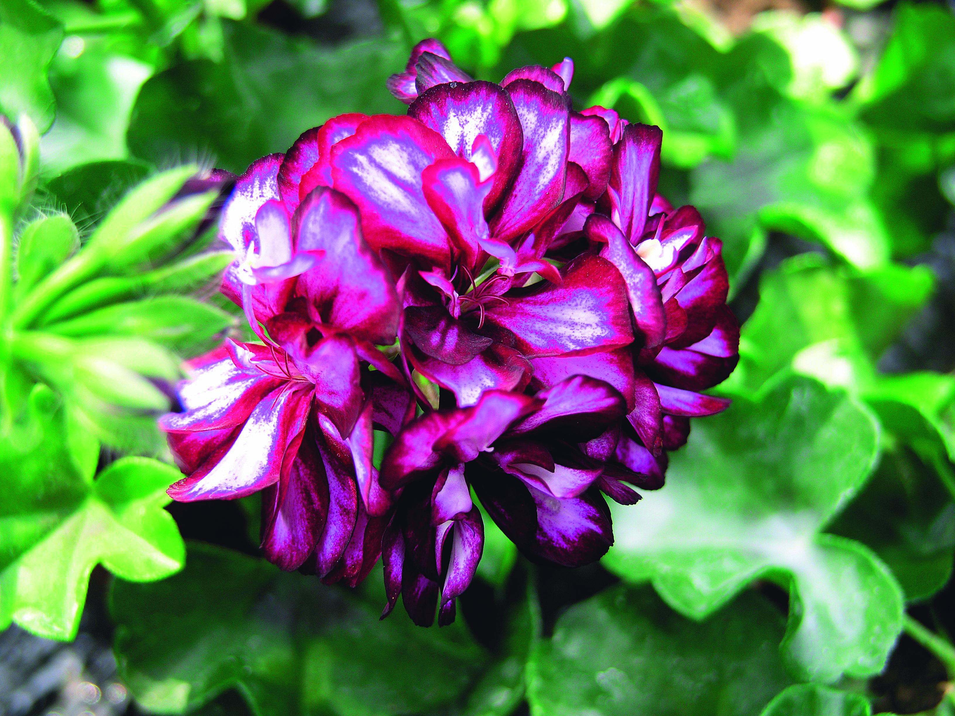 Pelargonie angielskie coraz częściej uprawiane są na balkonach i tarasach