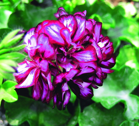 Pelargonie angielskie coraz częściej uprawiane są na balkonach i tarasach