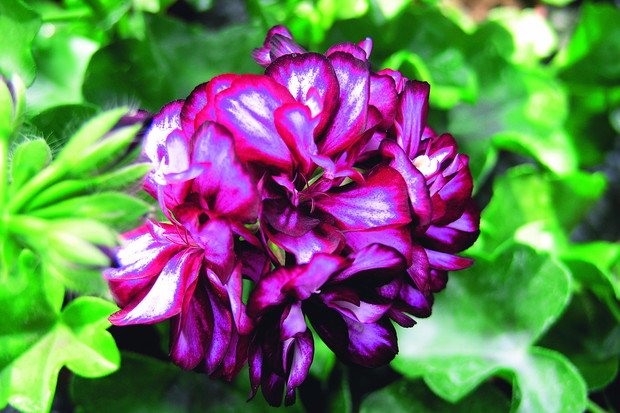 Pelargonie angielskie coraz częściej uprawiane są na balkonach i tarasach