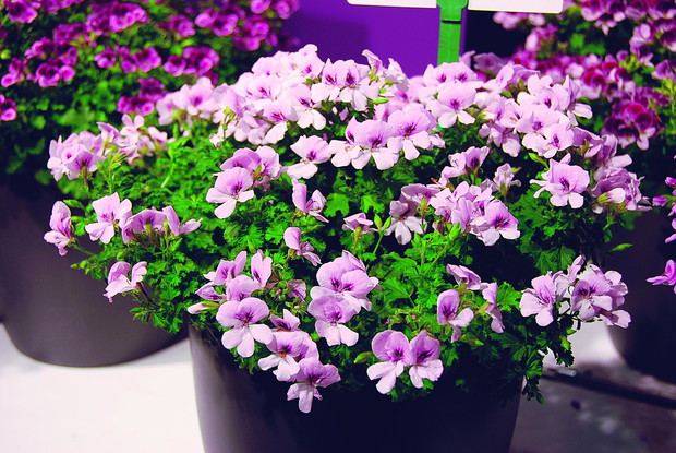 Pelargonie angielskie z serii Angel-eyes tworzą zwarte kopułki (na zdj. ‘Light’)