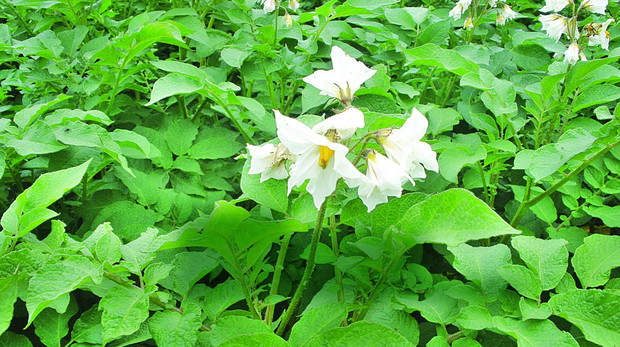 Pełne gracji. Jak głosi legenda, Jan III Sobieski podarował ziemniaka Marysieńce, aby ta cieszyła się pięknem jego kwiatów