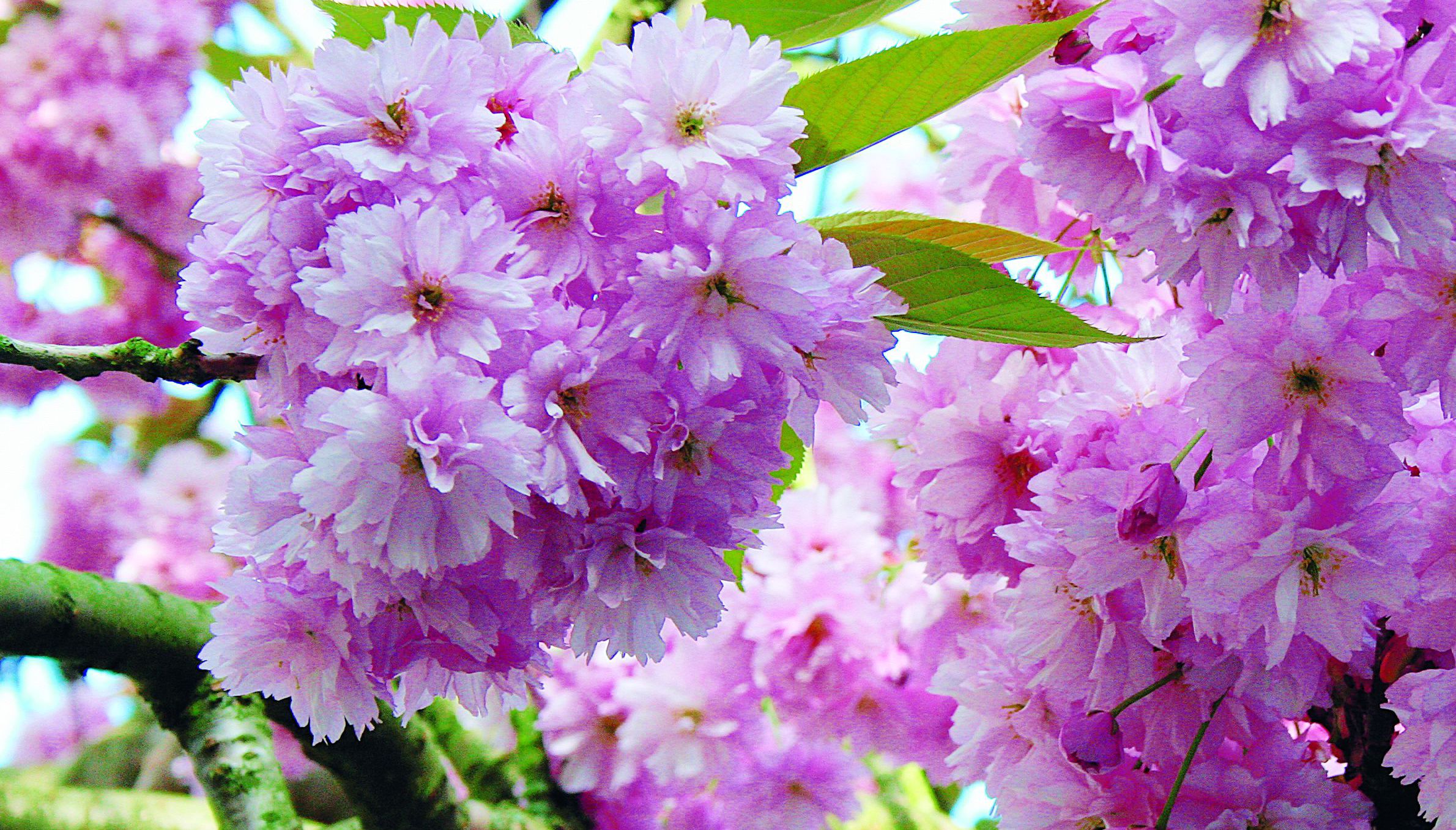 Pełne kwiaty wiśni