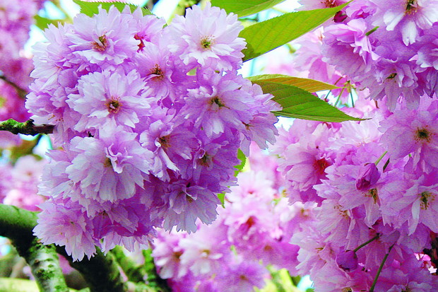 Pełne kwiaty wiśni