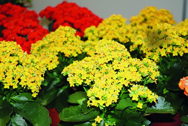 Piękne kwiaty kalanchoe Blossfelda długo utrzymują się na roślinie