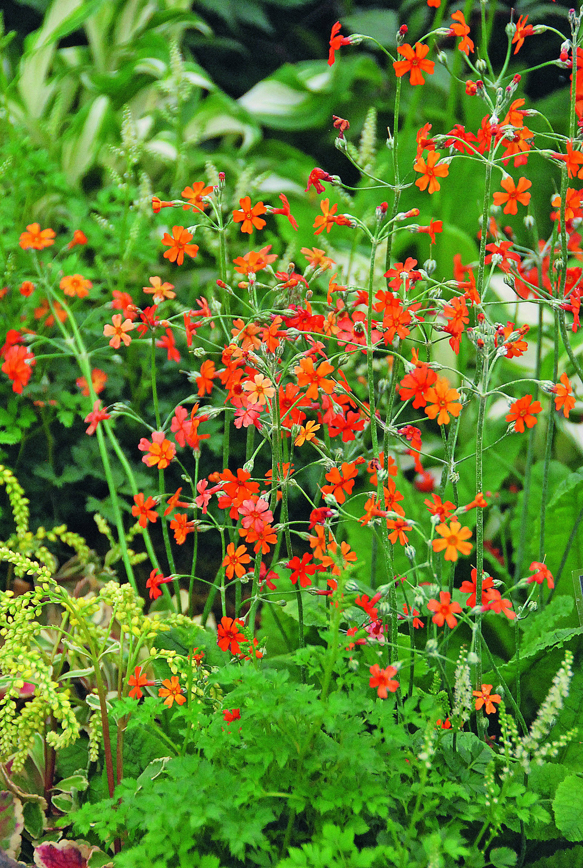 Pierwiosnek Cockburna wyróżnia się pomarańczowymi ażurowymi kwiatostanami. Roślina zaliczana jest do kandelabrowych pierwiosnków