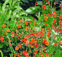 Pierwiosnek Cockburna wyróżnia się pomarańczowymi ażurowymi kwiatostanami. Roślina zaliczana jest do kandelabrowych pierwiosnków