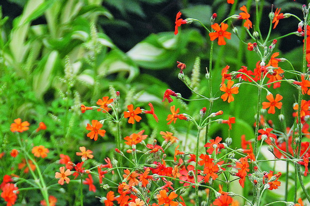 Pierwiosnek Cockburna wyróżnia się pomarańczowymi ażurowymi kwiatostanami. Roślina zaliczana jest do kandelabrowych pierwiosnków